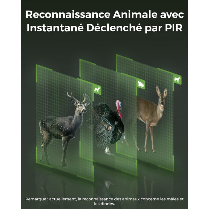 Reolink Go Ranger PT- Caméra solaire 4G autonome 8MP 360° avec carte SD 32Go inclus - Infrarouge invisible